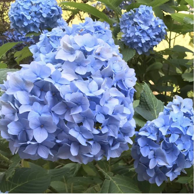 Blue hydrangeas in the garden